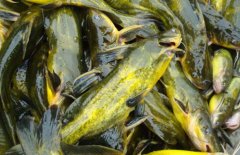 黃顙魚的營(yíng)養(yǎng)價(jià)值、醫(yī)療功效與適宜人群簡(jiǎn)介