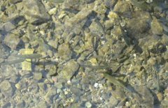 青魚魚種培育方法、親魚培育池設(shè)計與繁殖技術(shù)