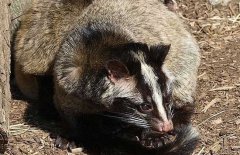 果子貍要養(yǎng)多久才能性成熟？