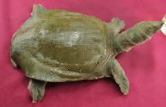 吃甲魚過敏怎么辦，其過敏的原因是什么？