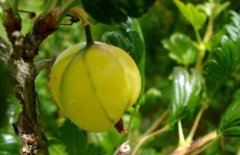 燈籠果怎么吃最好？