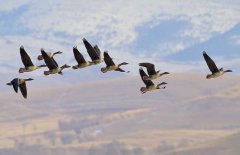 大雁為什么要向南飛？