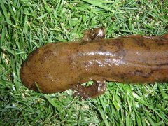 大鯢的發(fā)病原因有哪幾種？