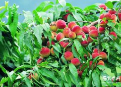 農(nóng)民如何創(chuàng)業(yè)致富賺錢，致富項(xiàng)目需如何選擇