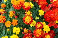 萬壽菊有毒嗎？