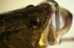 鱖魚品種有哪幾種、各有什么特點(diǎn)？