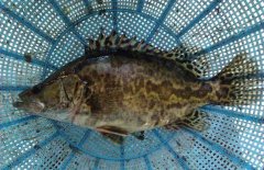 鱖魚(yú)和桂魚(yú)的區(qū)別是什么，鱖魚(yú)的別稱(chēng)有哪些