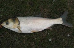 鰱魚(yú)疾病防治技術(shù)：爛鰓病、四極蟲(chóng)病、豎鱗病