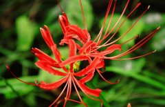 彼岸花什么時(shí)候開？