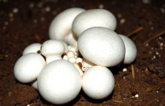 口蘑、香菇、草菇的區(qū)別