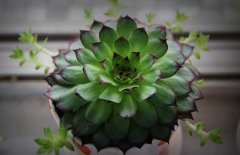 景天科觀音蓮有毒嗎？