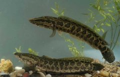 黑魚吃什么食物，對生長環(huán)境要求有哪些？