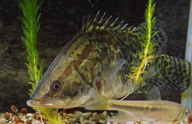 鱖魚苗種培育技術(shù) 魚苗養(yǎng)殖