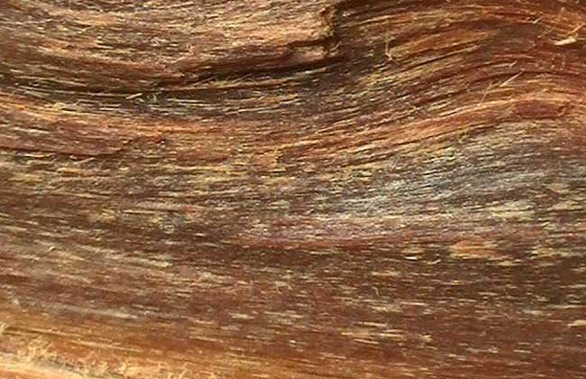 沉香的產(chǎn)地分布和形成過程 沉香種植