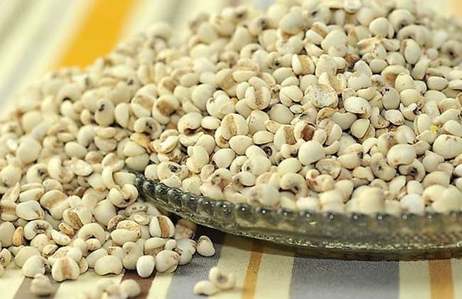 薏仁和薏米的區(qū)別 糧食種植管理方法