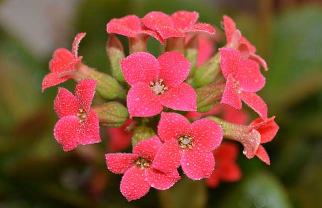 長壽花的品種圖片 長壽花養(yǎng)殖方法