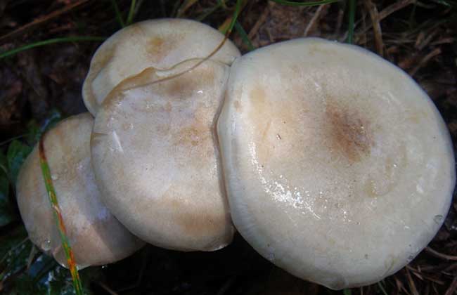 草菇能放冰箱保存嗎? 草菇圖片