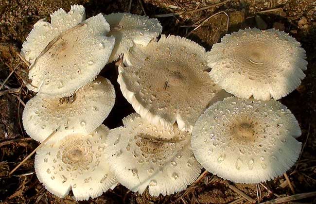 草菇能吃嗎? 草菇的營養(yǎng)價值