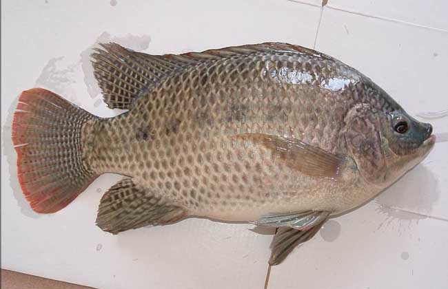 羅非魚飼養(yǎng)管理技術