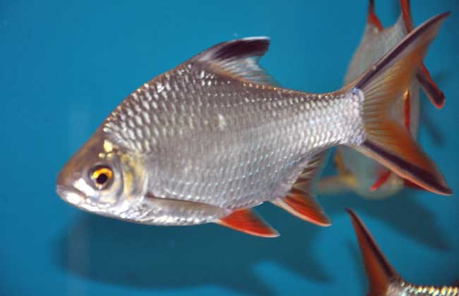 觀賞魚的四季管理 觀賞魚管理技術(shù)