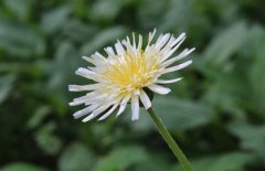 蒲公英圖片參考