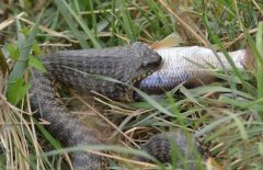 水蛇有毒嗎？