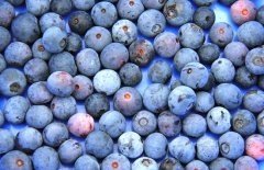 藍(lán)莓價(jià)格多少錢一斤？藍(lán)莓的選購(gòu)與挑選方法