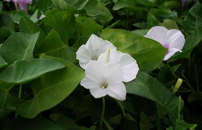 空心菜無土栽培技術 空心菜種植