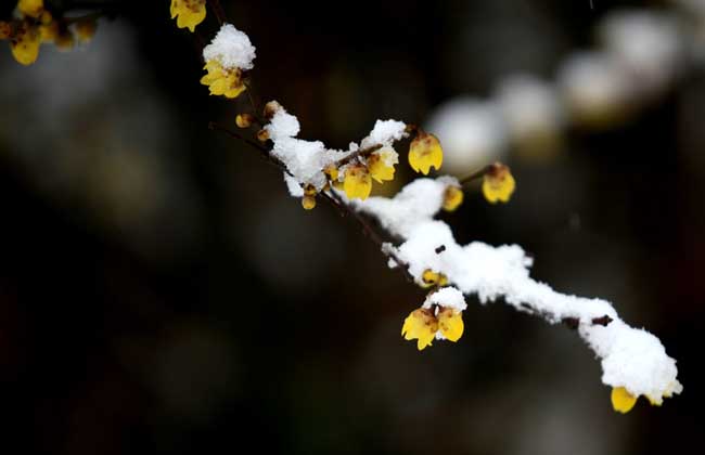 臘梅和梅花的區(qū)別 臘梅養(yǎng)殖方法