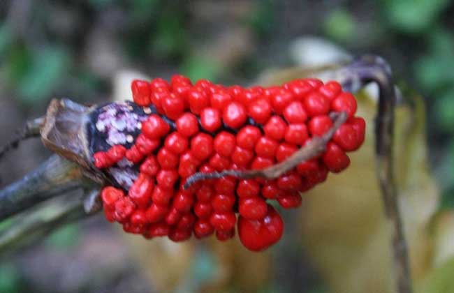 東北天南星圖片 東北天南星