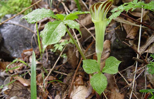 東北天南星圖片 東北天南星圖片