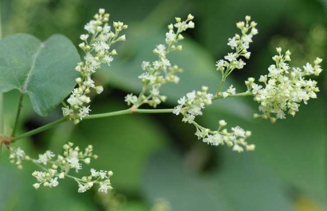 何首烏的養(yǎng)殖方法-何首烏圖片 何首烏的養(yǎng)殖方法-何首烏圖片