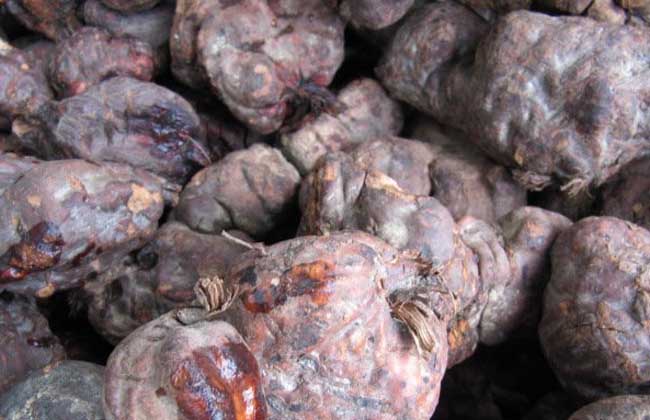 何首烏的養(yǎng)殖方法-何首烏圖片 何首烏的養(yǎng)殖方法-何首烏圖片