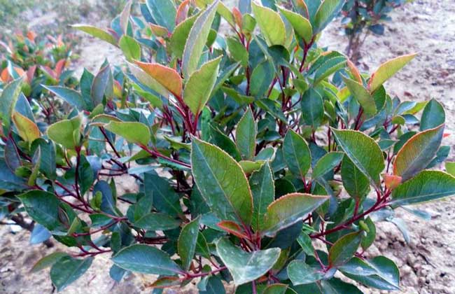 小葉石楠圖片 小葉石楠圖片