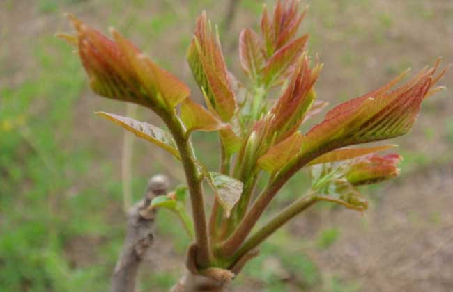 香椿圖片 香椿圖片