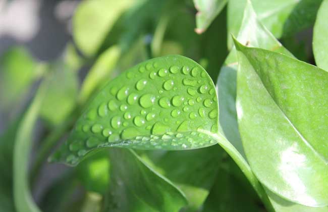 綠蘿和萬年青的區(qū)別 綠蘿和萬年青的區(qū)別