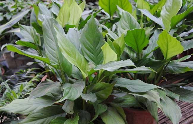 廣東萬年青圖片 廣東萬年青圖片