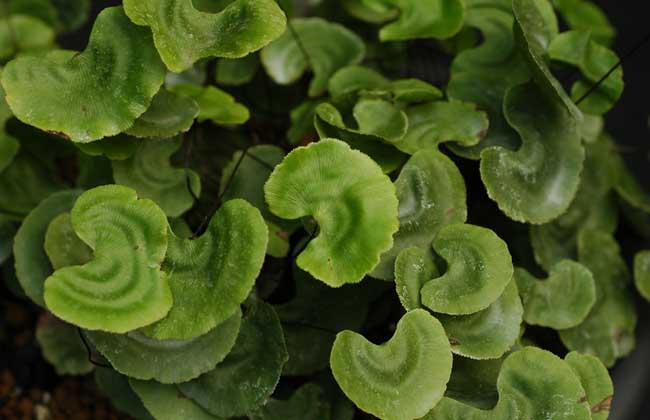 荷葉鐵線蕨圖片 荷葉鐵線蕨圖片