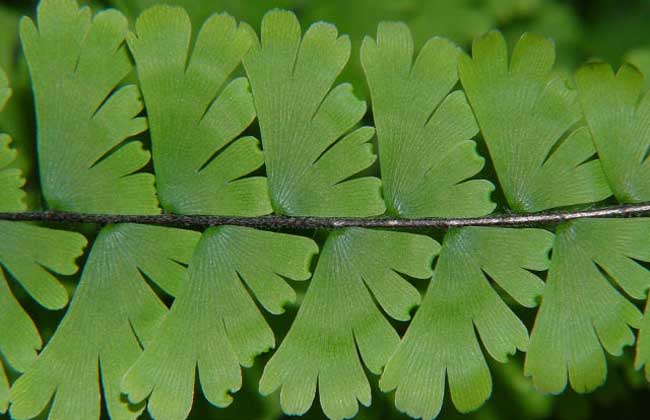 鐵線蕨種類圖片大全 鐵線蕨種類圖片大全