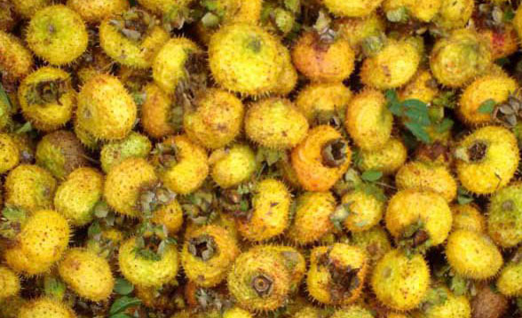 孕婦能吃刺梨嗎？