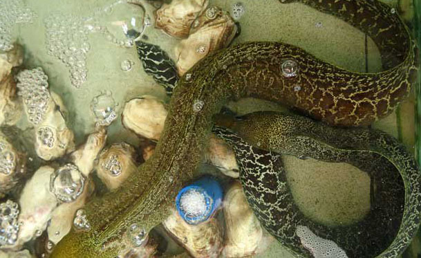 鰻魚(yú)疾病如何防治