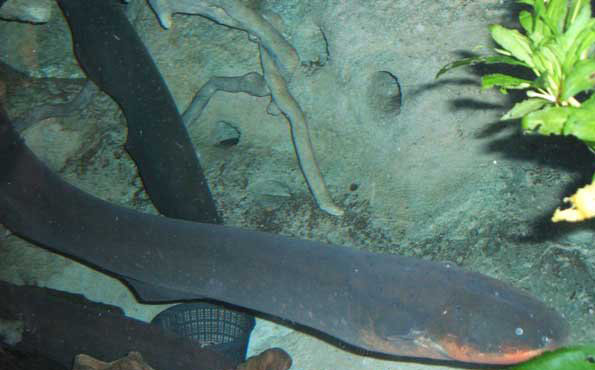 電鰻能電死人嗎？