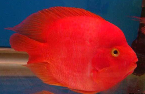 紅鸚鵡魚養(yǎng)殖-紅鸚鵡魚圖片