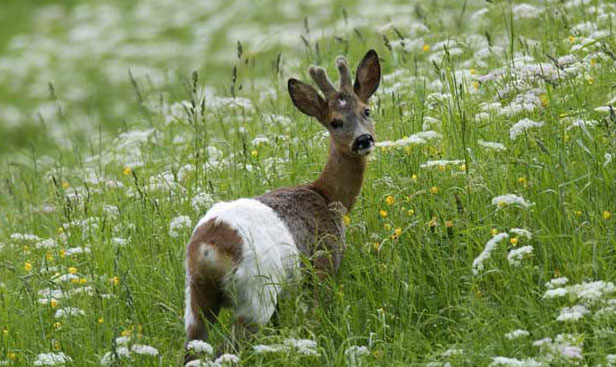 狍子的天敵有哪些？