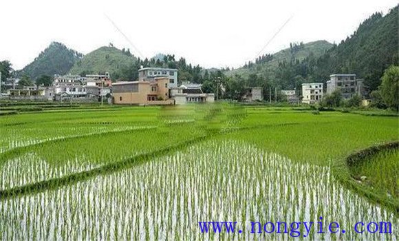 搶茬精播，穩(wěn)過立苗關(guān)