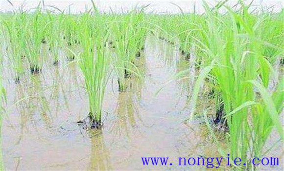 全程控制，巧過倒伏關(guān)