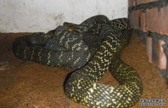 大王蛇有沒有毒？大王蛇的食用方法