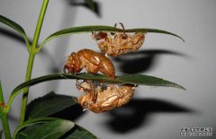 蟬蛻的真假如何鑒別？蟬蛻的功效與作用有哪些