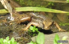 壁虎吃蟑螂嗎？