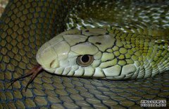 大王蛇咬人嗎？大王蛇是保護(hù)動(dòng)物嗎？